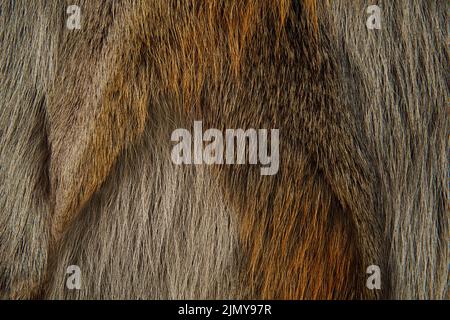Close up of a wolf fur Stock Photo
