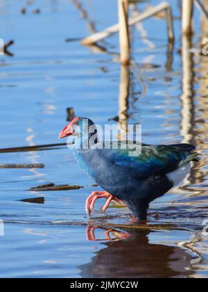 A vertical shot of a beautiful Western swamphen on the water Stock Photo