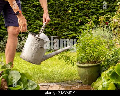 Unidentifiable caucasian adult watering a plant pot on a patio with a galvanised watering can. Stock Photo