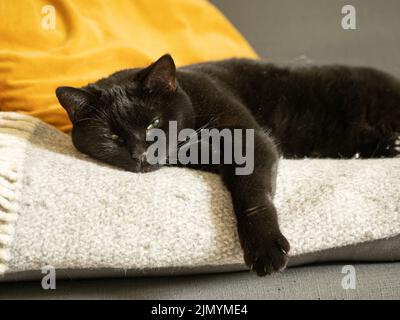Sleepy black cat laid on a sofa with its paw hanging over the edge. Looking towards the camera. Stock Photo