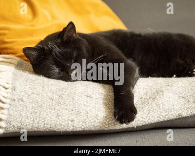 Black cat sleeping on a sofa with its paw hanging over the edge. Stock Photo