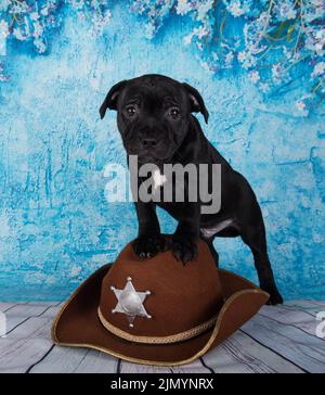 Black male American Staffordshire Bull Terrier dog puppy with hat on blue background Stock Photo