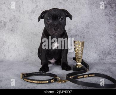 Black female American Staffordshire Bull Terrier dog puppy with big collar on gray background Stock Photo