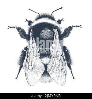 Illustration of garden bumblebee on white background Stock Vector