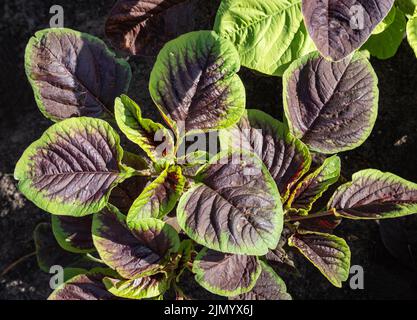 Amaranth plant, also called as chinese spinach Stock Photo