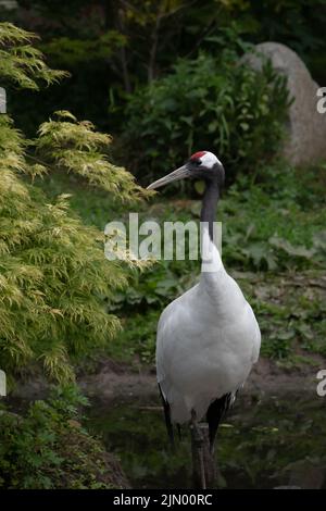 Red-crowned crane (Grus japonensis) giving a side eyed look while standing near water Stock Photo