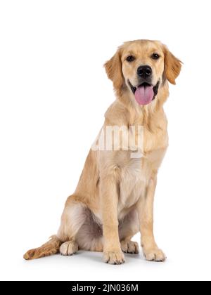 Golden retriever (5 months old) sitting against white background Stock ...