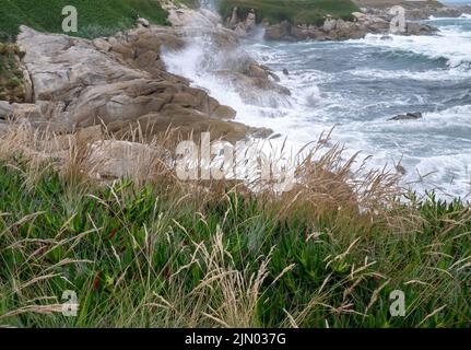 Festuca rubra grass or red fescue or creeping red fescue plants on the cliff above the sea near Burela,Galicia, Spain Stock Photo