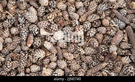 Pine or spruce cones lie on old dried up foliage and on pine needles. close-up. Stock Photo