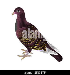 Bird cute small ornamental young pigeon on a white background  vintage vector illustration editable Hand draw Stock Vector