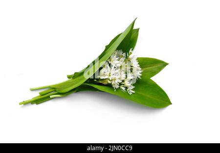 Bunch of ramson wild garlic flower heads and leaves on white isolated background. Stock Photo