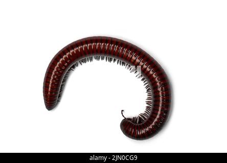 millipede isolated on white background. Siamese Pointy Tail Millipede. Myriapoda Stock Photo