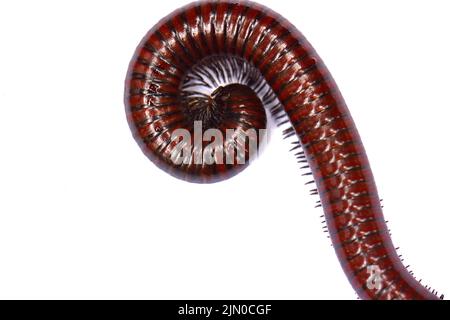millipede isolated on white background. Siamese Pointy Tail Millipede. Myriapoda Stock Photo