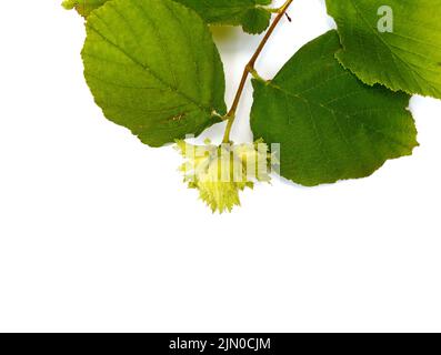 Unripe hazelnuts (Corylus avellana or common hazel) on branch with leaves isolated on white. Hazelnuts growing on green branch. Stock Photo