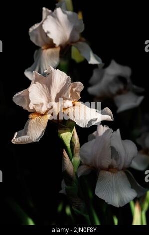 Blooming beige irises on a dark green background. Vertical crop. Close-up. Stock Photo