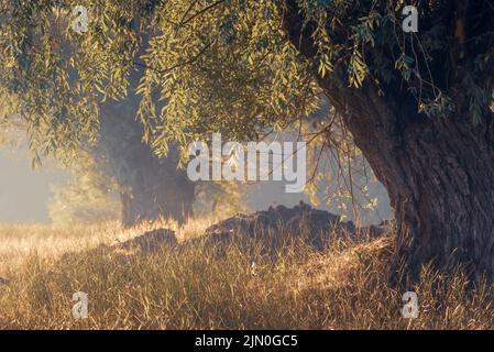 beautiful autumn landscape foggy morning in national park, Sunbeams Throughold dry Willow Tree  Fog meadow nea river Olanesti Moldova Dniester Country Stock Photo