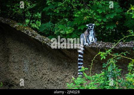 Ring-tailed lemur - Lemur catta Stock Photo