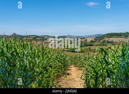 A View through the cornfield. A landscape view towards Symondsbury and Colmers Hill, Bridport, Dorset. Depicting farming and agriculture. Stock Photo