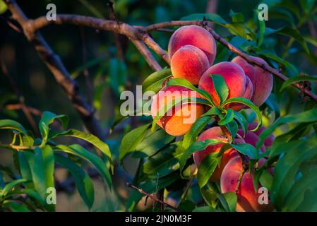 Peaches growing on a tree  branches Fresh sunset light blur green background Natural fruit.  organic  Ripe Moldova Beautiful close up Stock Photo