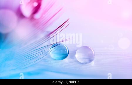 Water droplets on feather on turquoise pink blurred background. Stock Photo