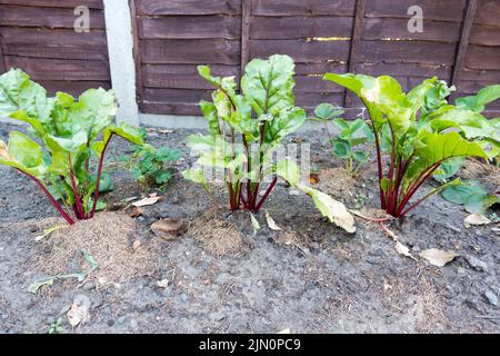 Beta vulgaris subsp Beetroot plant in home garden Stock Photo