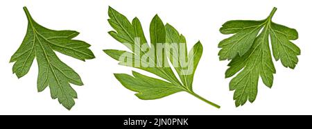 Parsley leaves isolated on white background Stock Photo