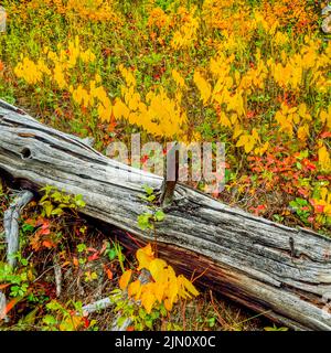 fall colors on the forest floor of gallatin national forest near gallatin gateway, montana Stock Photo