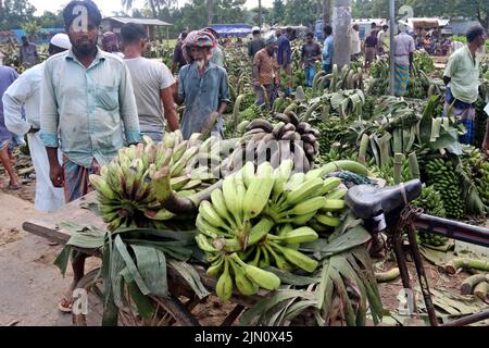 The largest traditional banana market in Bangladesh in Madhupur of Tangail district. Farmers sell these popular fruits directly to wholesalers. Bananas worth 8 lakhs to 10 lakhs are sold daily. August 05, 2022. Photo by Habibur Rahman/ABACAPRESS.COM Stock Photo