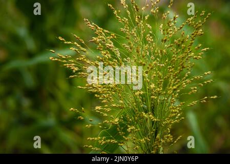 millet plant Panicum miliaceum. seed growth in the fields Proso blurry yellow green color background Stock Photo