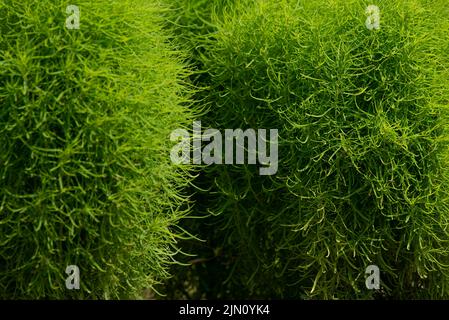 Fresh green Kochia. Amaranthaceae annual plant. Kochia, (Kochia scoparia) Stock Photo