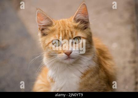 red Cat with kind green eyes, Little  kitten. Portrait cute ginger. happy adorable, Beautiful fluffy red orange outdoors portrait close up British Sho Stock Photo