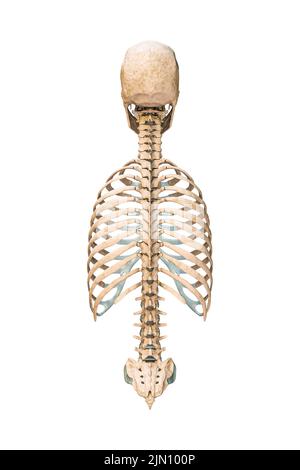 Accurate posterior or back view of axial bones of human skeletal system or skeleton isolated on white background 3D rendering illustration. Blank anat Stock Photo