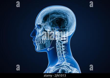 Xray image of lateral or profile view of skull of adult male with body contours isolated on blue background 3D rendering illustration. Anatomy, medici Stock Photo