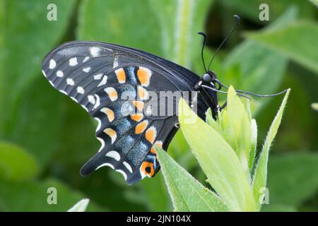 A Spicebush Swallowtail butterfly takes a break from nectar collecting on a Black-Eyed Susan wildflower in my backyard. Stock Photo