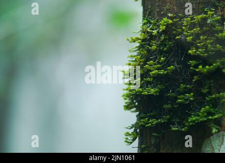 moss on tree trunk in tropical forest Stock Photo