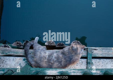 Sleeping cat on a wooden deck over river water. Street cat life. Stock Photo