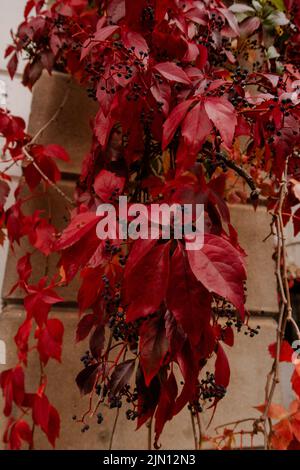 Vine and red  ivy growing on an old building brick wall facade in Chelsea borough London, United Kingdom. Stock Photo