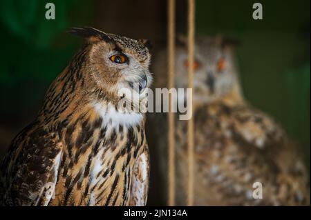 The common owl, bubo bubo, looks forward, sitting in the zoo enclosure. There is another owl sitting in the back. Portrait. Close-up. Stock Photo