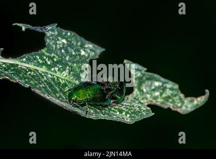 green shiny insect mating on leaf in nature Stock Photo