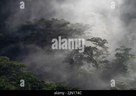Cloud forest in the morning mist Stock Photo