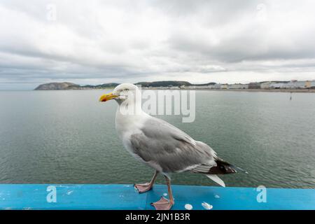 A Herring gull Larus argentatus stands guard on llandudno pier in noth wales waiting to rob unsuspecting tourists of their  unattented food, as such t Stock Photo