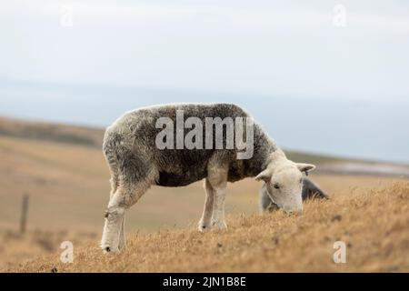 a recently sheared sheep grazing on very dry welsh mountain grass due to recent drought, isolated from background Stock Photo