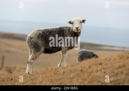 a recently sheared sheep grazing on very dry welsh mountain grass due to recent drought, isolated from background Stock Photo