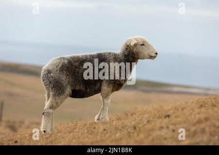 a recently sheared sheep grazing on very dry welsh mountain grass due to recent drought, isolated from background Stock Photo