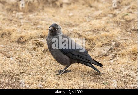 The western jackdaw (Corvus monedula), also known as the Eurasian jackdaw, European jackdaw, or simply jackdaw, is a passerine bird in the crow family Stock Photo