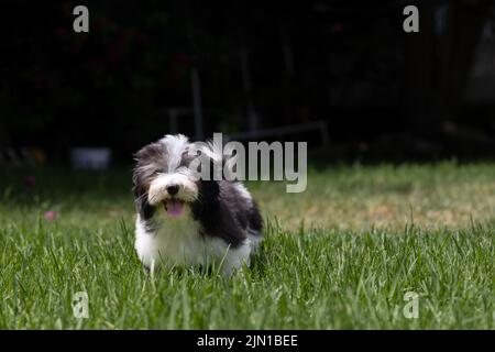 Adorable havanese puppy Stock Photo