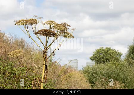 Giant dangerous allergic hogweed scientific name Heracleum mantegazzianum plant growing on a motor way embankment Stock Photo