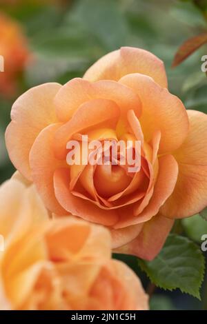 Lady of Shalott David Austin rose Stock Photo