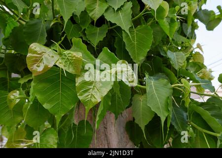 trunk and leaves close up  of Ficus religiosa tree Stock Photo
