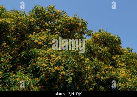 Tipuana tipu tree in bloom Stock Photo